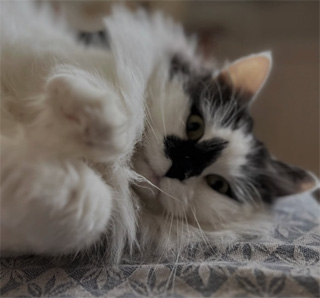 Sibirisk katt Wild